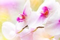 Beautiful tropical exotic branch with white, pink and magenta Moth Phalaenopsis Orchid flowers in spring in the forest Royalty Free Stock Photo