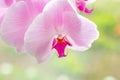 Beautiful tropical exotic branch with white, pink and magenta Moth Phalaenopsis Orchid flowers in summer Royalty Free Stock Photo