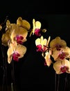 Tropical exotic Orchid with pink and yellow Moth Phalaenopsis flowers in a pot Royalty Free Stock Photo