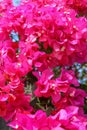 Beautiful tropical exotic pink or red Bougainvillea flowers on a branch on a green background in Asian flowers. Macro photo close- Royalty Free Stock Photo