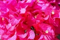 Beautiful tropical exotic pink or red Bougainvillea flowers on a branch on a green background in Asian flowers. Macro photo close- Royalty Free Stock Photo