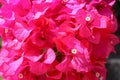 Beautiful tropical exotic pink or red Bougainvillea flowers on a branch on a green background in Asian flowers. Macro photo close- Royalty Free Stock Photo