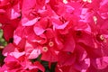 Beautiful tropical exotic pink or red Bougainvillea flowers on a branch on a green background in Asian flowers. Macro photo close- Royalty Free Stock Photo