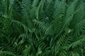 Beautiful tropical fern background with young green fern leaves. Dark and moody feel. Selective focus. Concept for design Royalty Free Stock Photo