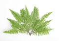 Tropical fern leaves on white background Royalty Free Stock Photo