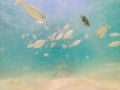 Beautiful tropical fish on the white sand beach Royalty Free Stock Photo