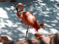 Beautiful Tropical Flamingo bird