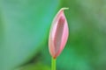 Beautiful tropical Flamingo lily flower blooming.