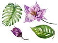 Beautiful tropical floral set purple aquilegia, bud and leaves. Colorful columbine flower and green leaves isolated.