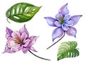 Beautiful tropical floral set purple and blue aquilegia, large tropical leaves. Colorful columbine flower and green leaves.