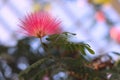 Beautiful tropical flower Albizia in the garden. Pink fuzzy flower with blurred background