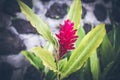 Beautiful tropical flower background on Bali island, Indonesia. Close up of flowers. Royalty Free Stock Photo