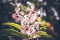 Beautiful tropical flower background on Bali island, Indonesia. Close up of flowers. Royalty Free Stock Photo