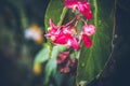 Beautiful tropical flower background on Bali island, Indonesia. Close up of flowers. Royalty Free Stock Photo