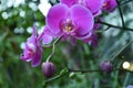 Beautiful tropical flower. An exotic plant. Violet Orchid. Royalty Free Stock Photo