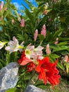 Lush tropical foliage of lilies, amaryllis and angel trumpets blooming in the sunlight Royalty Free Stock Photo