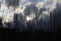 Beautiful Tropical Forest Grass Flowers Sunset Sky Background Royalty Free Stock Photo