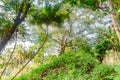 Beautiful tropical forest landscape with trees and bushes at Landhoo island at Noonu atoll Royalty Free Stock Photo