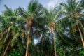Beautiful tropical forest landscape view with coconut palms treetops at the Landhoo island at Noonu atoll Royalty Free Stock Photo
