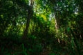 Beautiful of tropical forest there is sunlight hit tree in morning Royalty Free Stock Photo