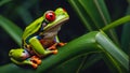 beautiful tropical frog close colorful looking vibrant color conservation