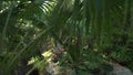 Beautiful tropical garden on site Resort Intime Sanya 5 unfocused stock footage video