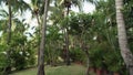 Beautiful tropical garden on site Resort Intime Sanya 5 unfocused time lapse stock footage video