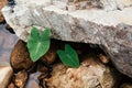 Tropical Colocasia plant, Elephant ear, Cocoyam, Dasheen, Eddoe