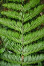 Beautiful tropical green fern with perfect symmetry Royalty Free Stock Photo