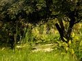 Beautiful tropical green jungle landscape of green tropical lake in rain forest nature and travel destinations in hidden place Royalty Free Stock Photo