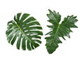 Beautiful Tropical green leaf isolated on white background with clipping path for design elements, Flat lay Royalty Free Stock Photo