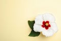 Beautiful tropical hibiscus flower with leaves on light yellow background, top view. Space for text Royalty Free Stock Photo