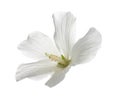 Beautiful tropical Hibiscus flower on white