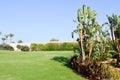 beautiful tropical hot resort with small palm trees with leaves, exotic plants, trees and green grass against the blue sky in Egy Royalty Free Stock Photo