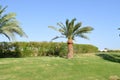 Beautiful tropical hot resort with tall palms with leaves, exotic plants, trees and green grass against the blue sky in Egypt. Royalty Free Stock Photo