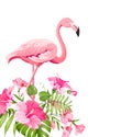 Beautiful tropical image with pink flamingo and plumeria flowers on a white backdrop. Flamingo background and jungle