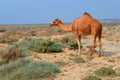 Beautiful tropical island of Masirah in Oman