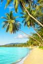 Beautiful tropical island sea beach landscape, turquoise ocean water, yellow sand, sun blue sky white cloud, palm trees Royalty Free Stock Photo