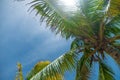 Beautiful tropical landscape. A large coconut tree against the blue sky. The sun`s rays shine brightly on the palm tree. Focusing Royalty Free Stock Photo