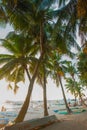 Beautiful tropical landscape with palm trees in the evenin. Boracay, Philippines