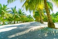 Beautiful Tropical Landscape, Paradise Sunny Beach with Palm Trees Royalty Free Stock Photo