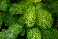 Beautiful tropical leaves of Dieffenbachia Amoena