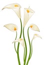 Beautiful tropical lillies Royalty Free Stock Photo