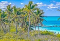 Beautiful tropical natural palm tree boat jetty Contoy island Mexico