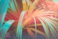 Beautiful tropical nature background. Plant with long narrow dangling leaves. Duotone coral orange and teal gradient effect