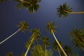 Beautiful tropical night sky with coconut palm trees and stars, Thailand Royalty Free Stock Photo