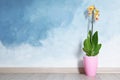 Beautiful tropical orchid flower in pot on floor near color wall. Royalty Free Stock Photo