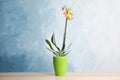 Beautiful tropical orchid flower in pot on tabl Royalty Free Stock Photo