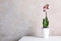 Beautiful tropical orchid flower in pot on table near color wall. Royalty Free Stock Photo