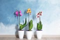 Beautiful tropical orchid flowers in pots Royalty Free Stock Photo